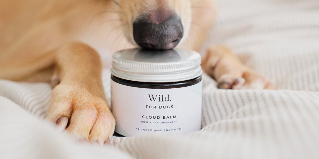 Cloud Balm Natural Organic Shea Butter Balm For Dogs