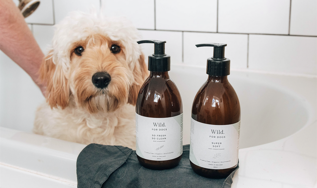 Organic Natural Eco-Friendly Sustainable Grooming Products For Dogs Best Shampoo Conditioner