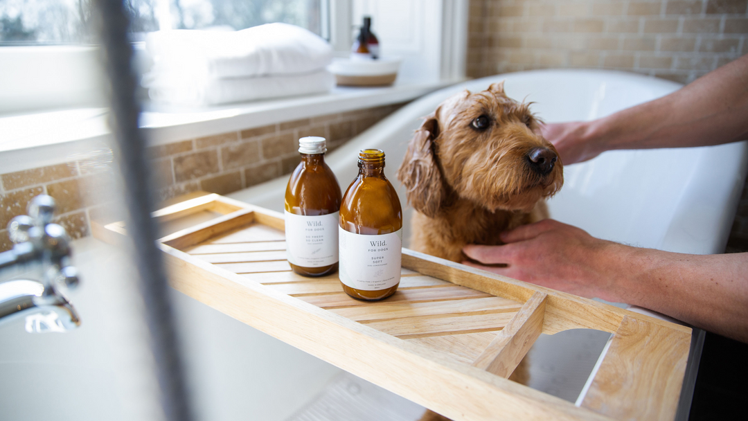 Summer Essentials For Your Pup