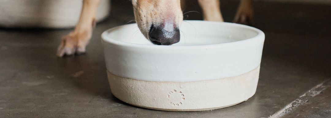 Natural_Organic_Best_Highest_Quality_Shampoo_Conditioner_Fragrance_Detangler_Balm_Dogs_UK_Sensitive_Skin