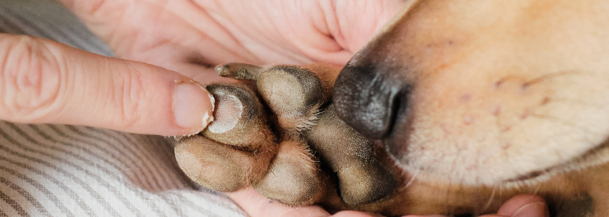 Sore Paws