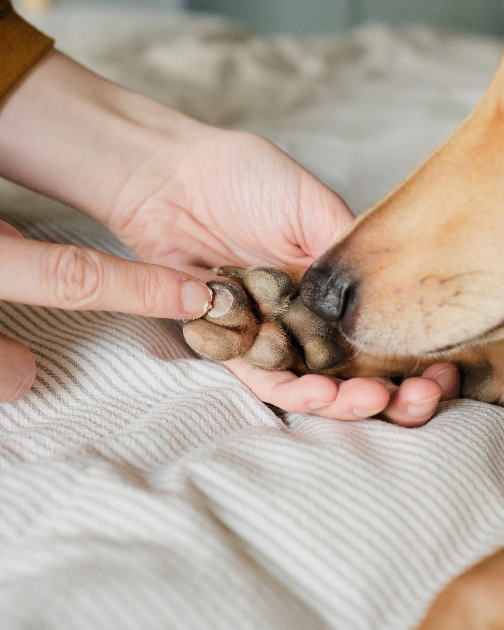 Cloud Balm Nose Paw and Skin Treatment For Dogs Puppies Organic Natural Shea Butter