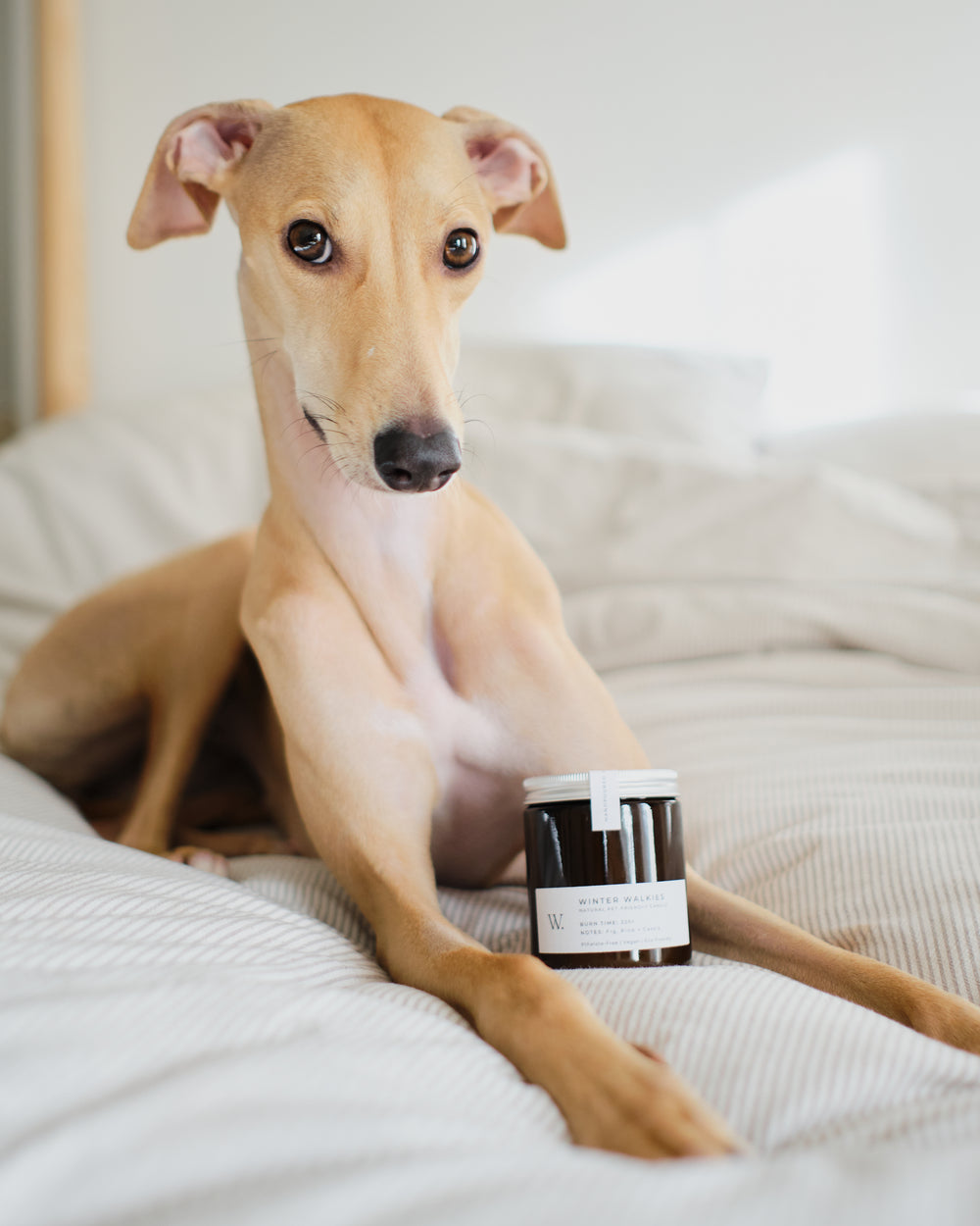 Pet-Friendly Dog-Friendly Handpoured Soy Wax Natural Eco-friendly Candle