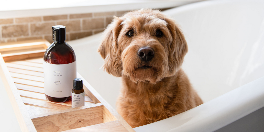Dishing The Dirt On Dog Grooming