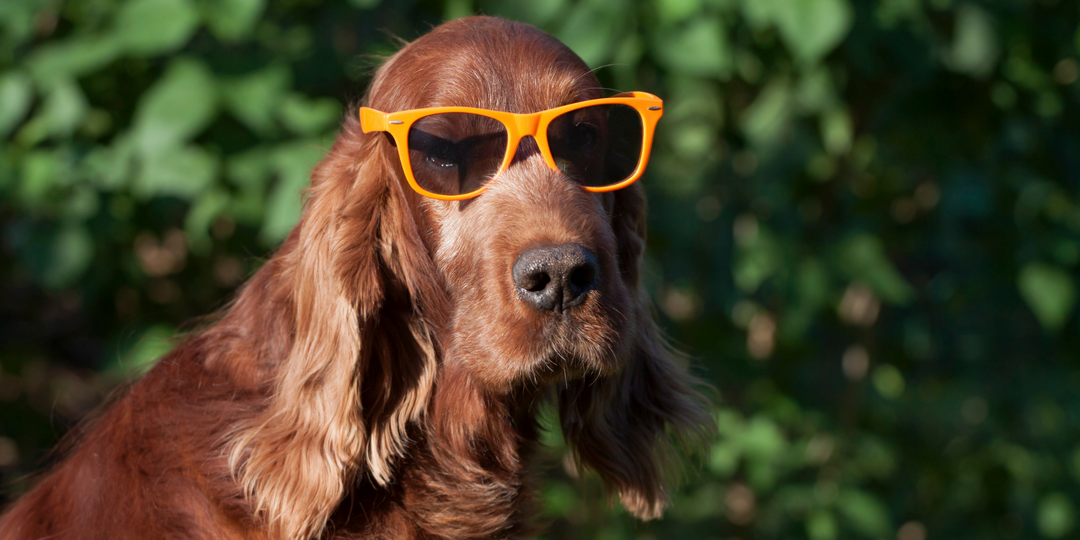 Summer must-haves for your dog!