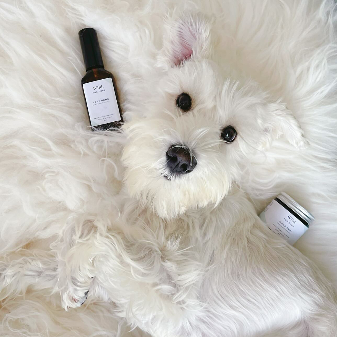 best-quality-grooming-products-england-shampoo-fragrance-conditioner-dog-detangler-natural-organic