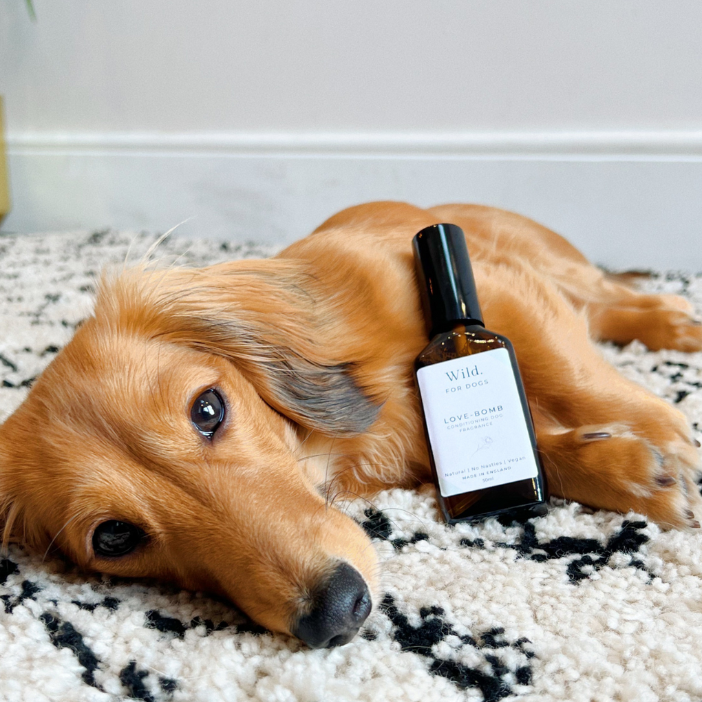 best-quality-grooming-products-england-shampoo-fragrance-conditioner-dog-detangler-natural-organic