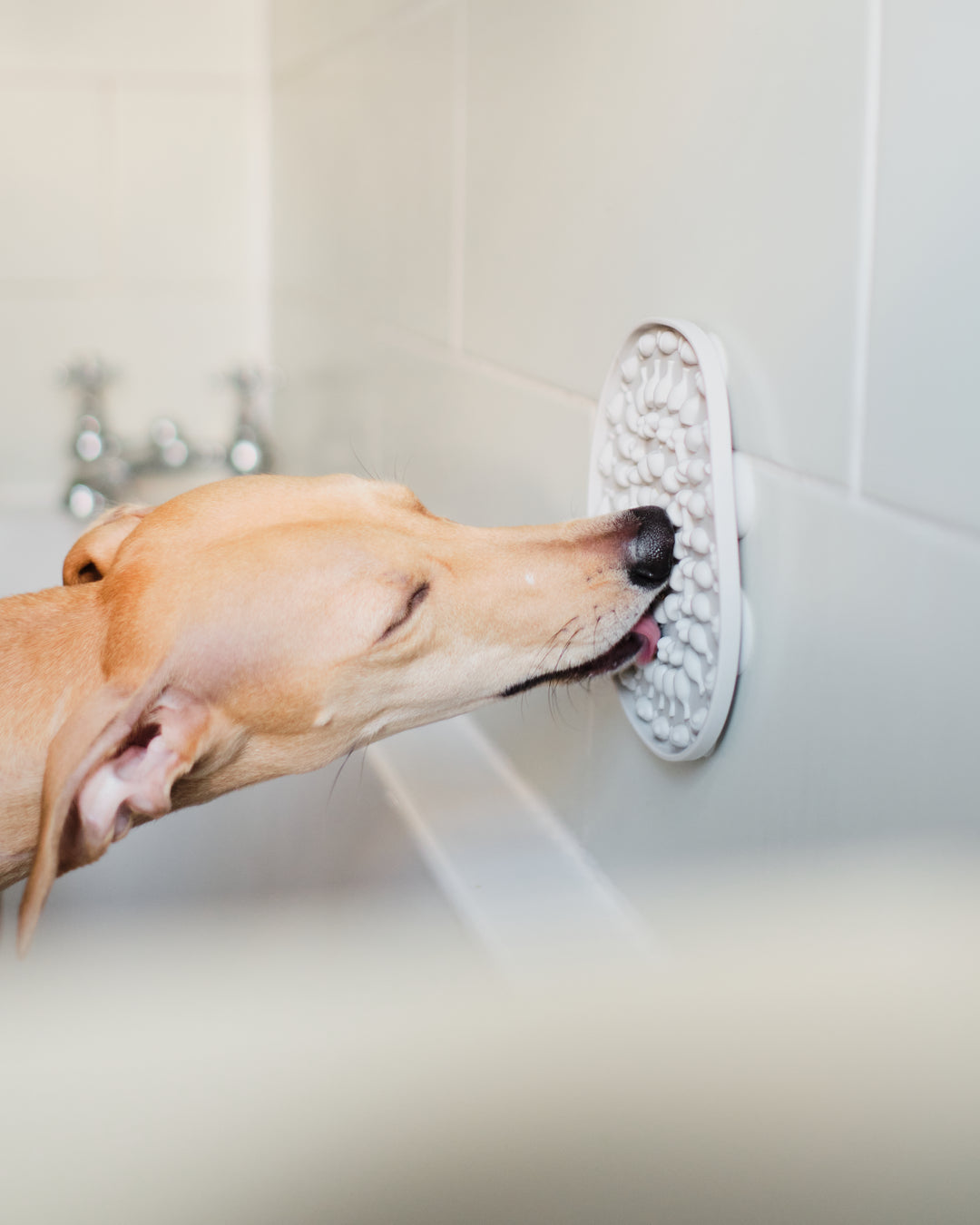 Bathtime Lickmat Super Suction Bath Aid Digestion Aid Dogs