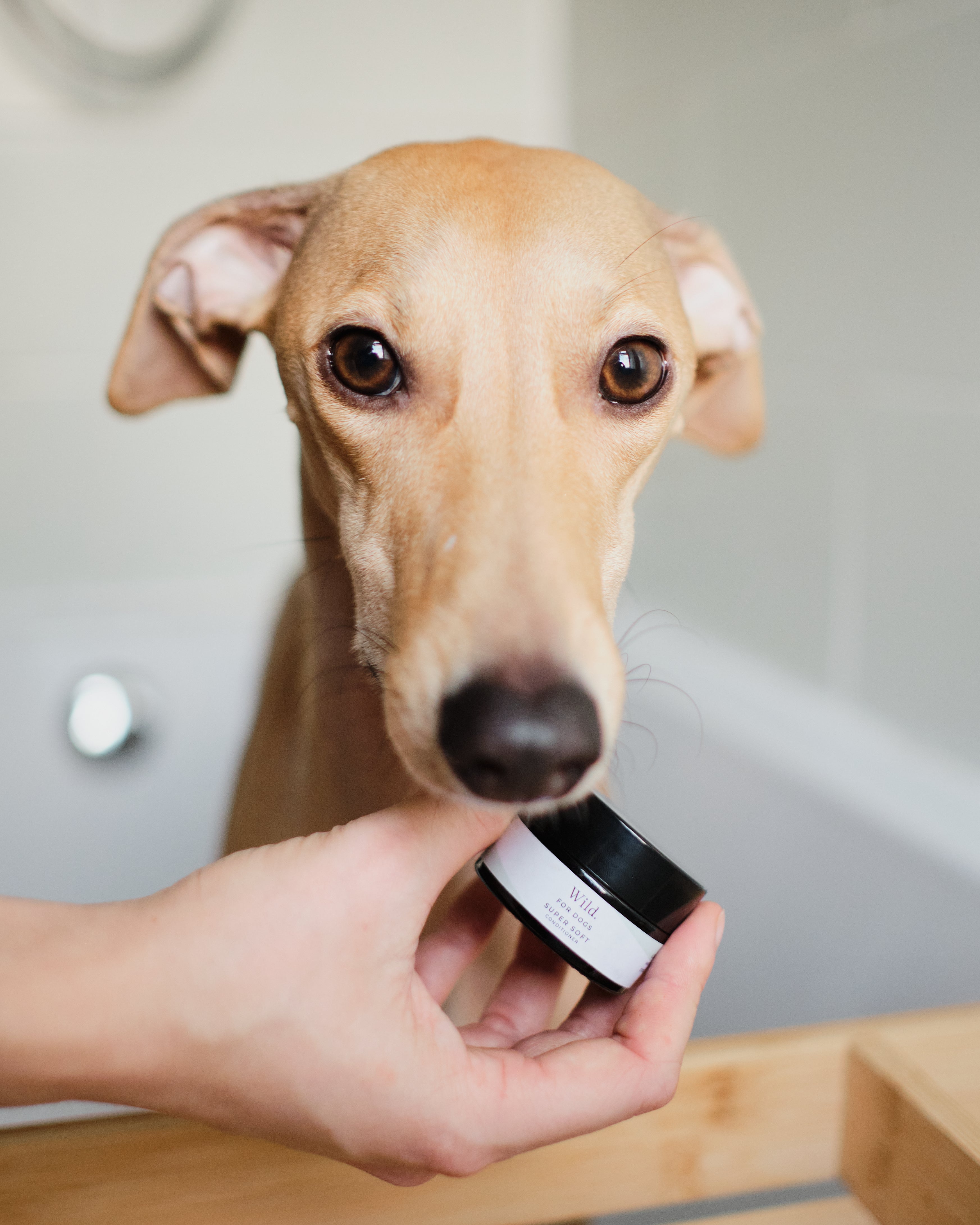 Can i use regular conditioner on my outlet dog