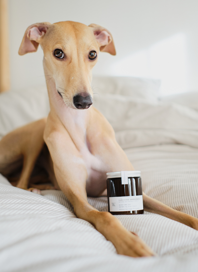PetFriendly_Candle_Dogs_Cats_Summer_Spring_Candle_Scent_Home_Fragrance_Eco_Soy_Wax_Vegan_Pthalate-Free